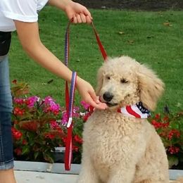 Goldendoodles, Golden Retrievers, and Poodles from Oval Office Therapy Dogs, Inc.