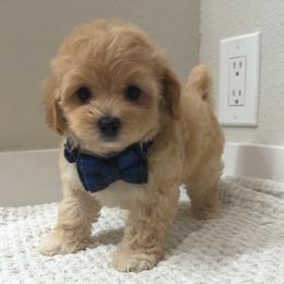 Dallas - Apricot male Maltipoo puppy in Spring, Texas from GlamPaw Maltipoos