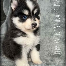 Runamok Peppermint Schnapps (Pepper) - Black and white female Pomsky puppy in St. Maries, Idaho from Runamok Farm