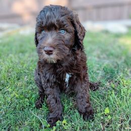 Aussiedoodle, Goldendoodle, and Poodle Puppies from Rebecca Creek Retrievers, LLC