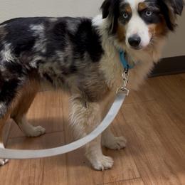 Miniature Australian Shepherd puppies from Bear River Ranch LLC