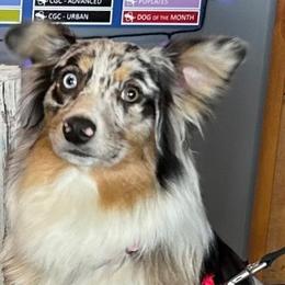 Brooke - Australian Shepherd
