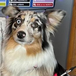 Brooke - Australian Shepherd