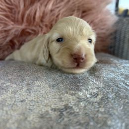 London - Cream female Dachshund puppy in Mt. Sterling, Kentucky from Decadent Doxies of KY