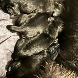 Black and cream with brindle points - Black and cream female Dachshund puppy in Hutto, Texas from R.G. Dachshunds