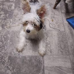 Jackson - Yorkshire Terrier