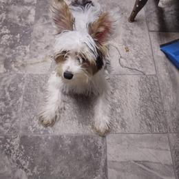 Jackson - Yorkshire Terrier