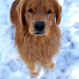 Golden Retriever Puppies from Sound Golden Retrievers