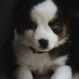 Opel - Black tri female Toy Australian Shepherd puppy in Fresno, California from Alpine Tails