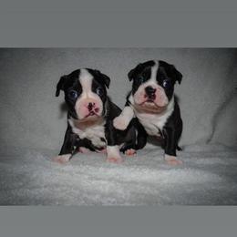 Boston Terrier Puppies from Boston's Boston Terriers AKC