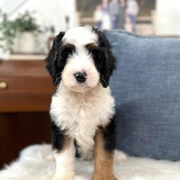 Babe - Tri-color male Bernedoodle puppy in Waco, Texas from Blessings Pups Doodles