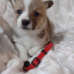 American Corgi and Pembroke Welsh Corgi Puppies from J&T Turnbull Corgis