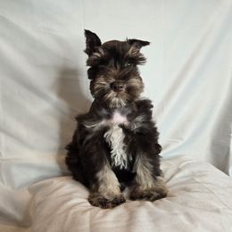 Eillene - Liver female Miniature Schnauzer puppy in Lebanon, Missouri from Sassy's Classy Canines