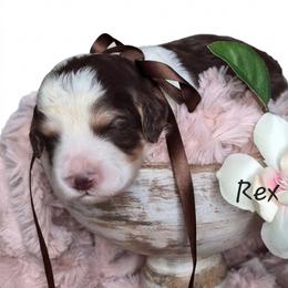 Rex - Liver white and tan male Springerdoodle puppy in Fargo, North Dakota from Dakota SpringerDoodles