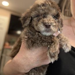 Periwinkle - Merle male Goldendoodle puppy in Plattsburgh, New York from Adirondack Poodles Goldendoodles,Bernedoodles & Schnoodles
