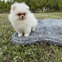 Casper Snow - White male Pomeranian puppy in North Naples, Florida from Moon Ranch Puppies