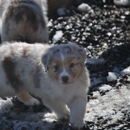 Australian Shepherd Puppies from Turnintheherd Aussies