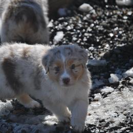 Australian Shepherd Puppies from Turnintheherd Aussies