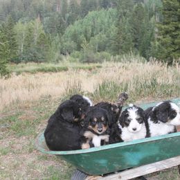 Bernedoodle and Bernese Mountain Dog Puppies from Basin Berners