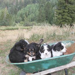 Bernedoodle and Bernese Mountain Dog Puppies from Basin Berners