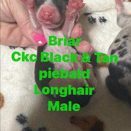 Briar - Piebald male Dachshund puppy in Whitesboro, Texas from Joanie's Tickled Pink Puppies