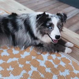 Gucci - Miniature Australian Shepherd