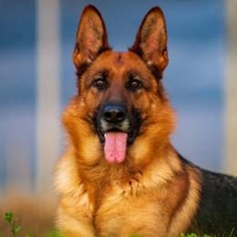 German Shepherds from Vom Harmon Haus German Shepherds