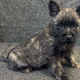 Gypsy - Black brindle female Cairn Terrier puppy in Mountain Grove, Missouri from CreekTop