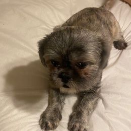 benji - Shih Tzu