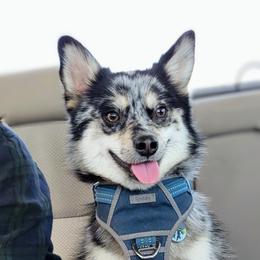 Misfitz - Pomsky
