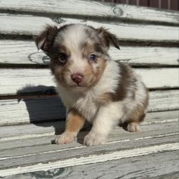 Boy 1 - Red merle male Miniature Australian Shepherd puppy in Licking, Missouri from Burnett Aussies