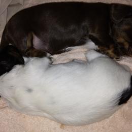 Dachshund Puppies from LDC Farms