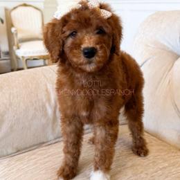 LOTTI PRICE REDUCED - Red  female Goldendoodle puppy in Independence, Oregon from ANKENY DOODLES
