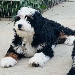 Minnie - Bernedoodle