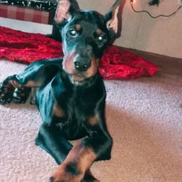 Doberman Pinscher and Labrador Retriever Puppies from Mississippi K9 Kennel