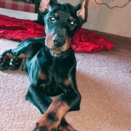 Doberman Pinscher and Labrador Retriever Puppies from Mississippi K9 Kennel