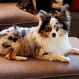 Possum - Toy Australian Shepherd