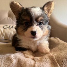 Kodiak - Black and tan male American Corgi puppy in Decatur, Texas from Bar S Corgis