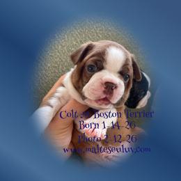 Boston Terriers, Maltese, Morkies, and Yorkshire Terriers from Malteseuluv’s Tiny Treasurers