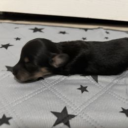 Dachshund Puppies from Sonia’s Creamsicle Dachshunds