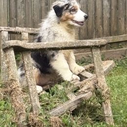 Patch - Blue merle male Australian Shepherd puppy in Parkton, Maryland from Leeland Australian Shepherds