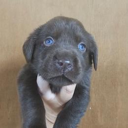 7th Available - Chocolate male Labrador Retriever puppy in Eugene, Oregon from Humphrey Retrievers