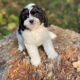 Cavapoo and Cockapoo Puppies from Heavenly puppies to love