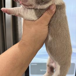 Sue Storm - Silver female Great Dane puppy in Florida from Beachside Kennels