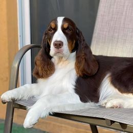 Ellah - English Springer Spaniel