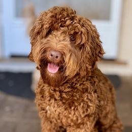 Roux - Australian Labradoodle