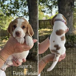 Sugars Purple - Reserved - Red and white female Beagle puppy in Brownsville, Oregon from Beagles on the Run