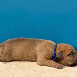 Blue Collar Male - Red male American Pit Bull Terrier puppy in Pensacola, Florida from Alpha Alliance Kennels