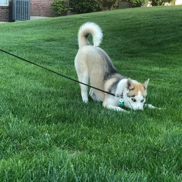 Siberian Husky Puppies from Crazy Cookies Huskies