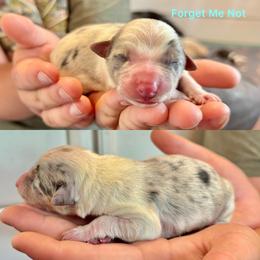 Forget Me Not - Slate merle male Border Collie puppy in Santa Cruz, California from Von Guadachi German Shepherds & Audacity Border Collies